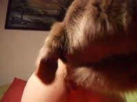 Lady getting fingered while having dog oral sex